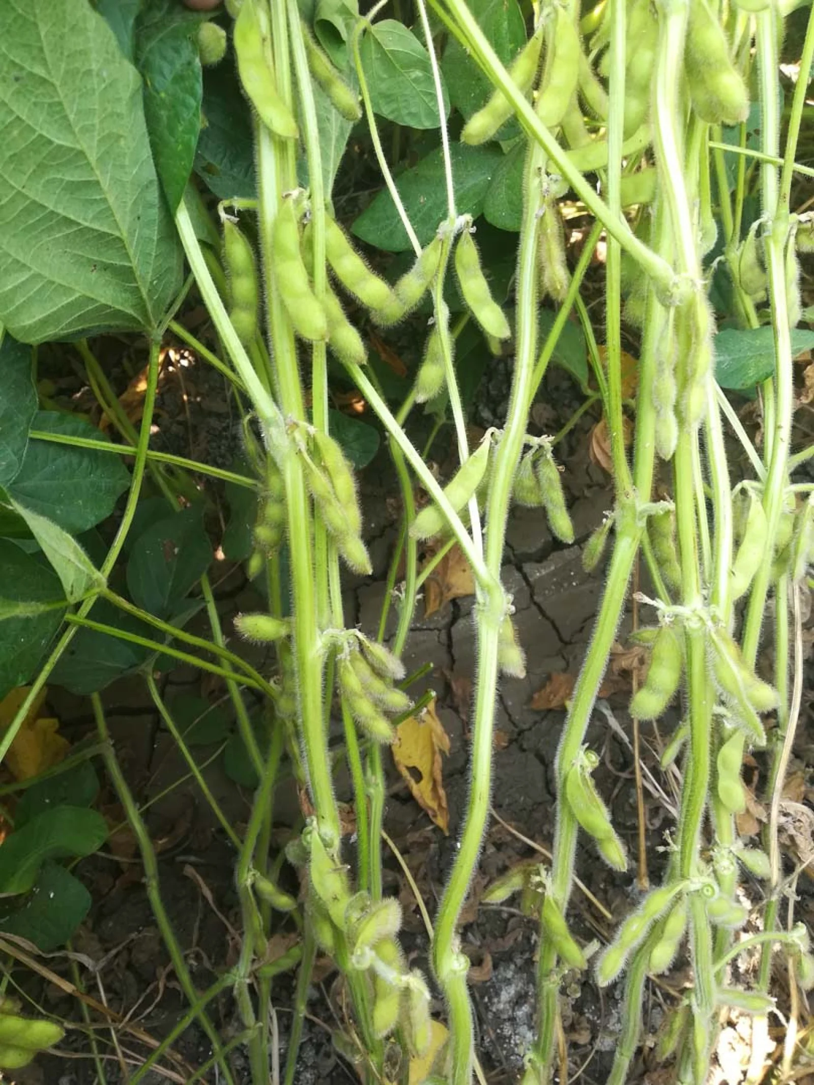 Atlas 3616 Soya Tohumu